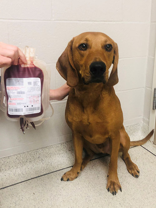 Red, a blood donor dog