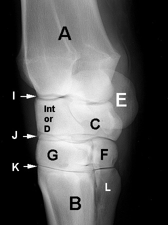 Radiograph of the Dorsomedial to Plantarolateral oblique view (DMPL-O)