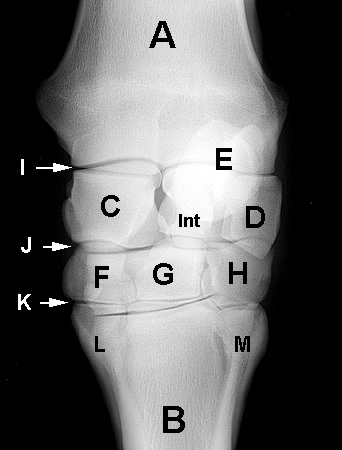 Radiograph of the Dorsoplantar view