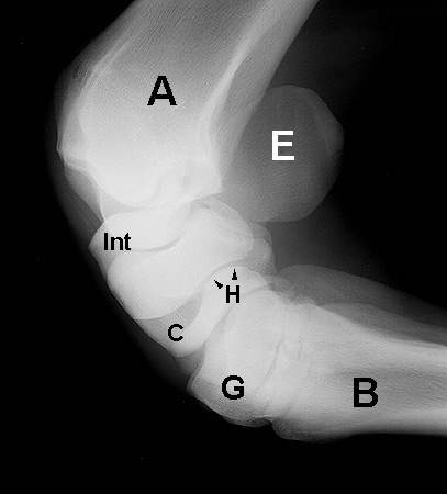 Radiograph of the Flexed lateral view