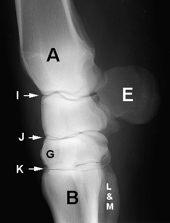 Radiograph of the Lateral view