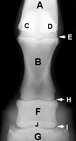 Radiograph of the Dorsopalmar(plantar) view