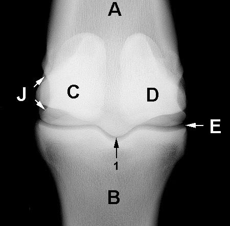 Radiograph of the Dorsopalmar(plantar) view