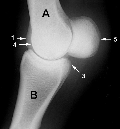 Radiograph of the Lateral view