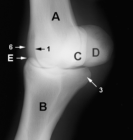 Radiograph of the Dorsolateral to Palmar(plantar)omedial oblique view (DLPM-O)