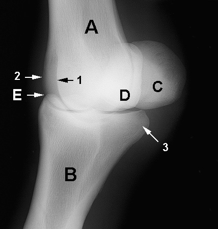 Radiograph of the Dorsomedial to Palmar(plantar)olateral oblique view (DMPL-O)