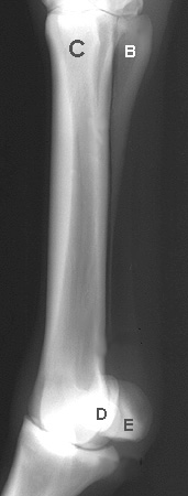 Radiograph of the Dorsolateral to palmar(plantar)omedial oblique (DLPM -O)