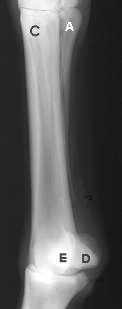 Radiograph of the Dorsomedial to palmar(plantar)olateral oblique (DMPL -O)