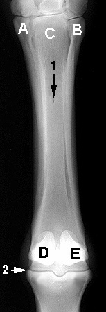 Radiograph of the Dorsopalmar(plantar) view