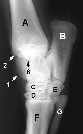 Radiograph of the Dorsolateral to Plantaromedial oblique view (DLPM-O)