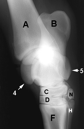 Radiograph of the Dorsomedial to Plantarolateral oblique view (DMPL-O)