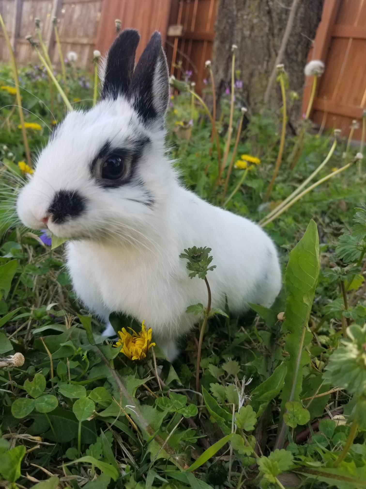 Rabbit