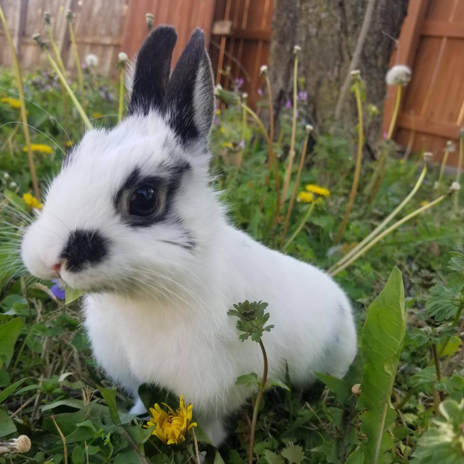 rabbit