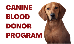 blood donor