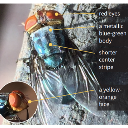 Descriptive image of New World Screwworm Fly