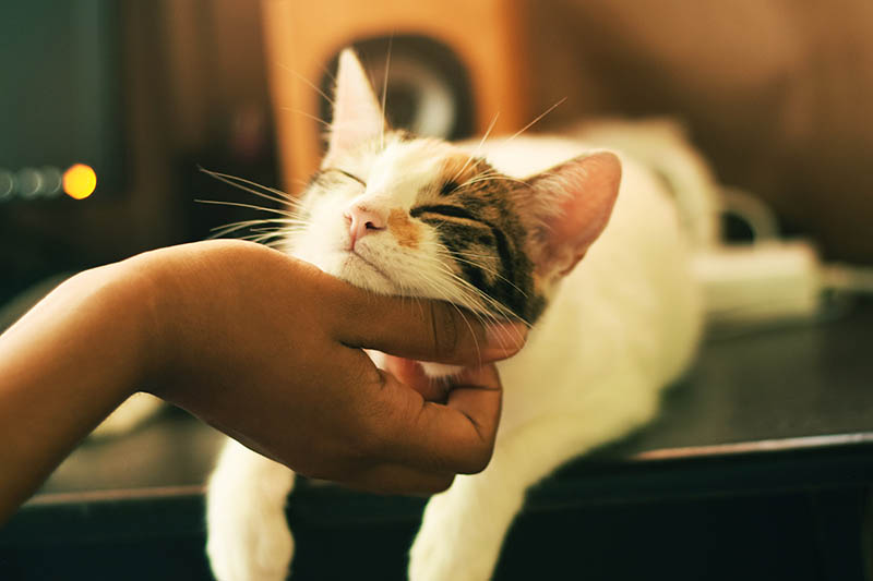 A cat receives scratches from a human.