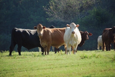 Cattle in a green pasture