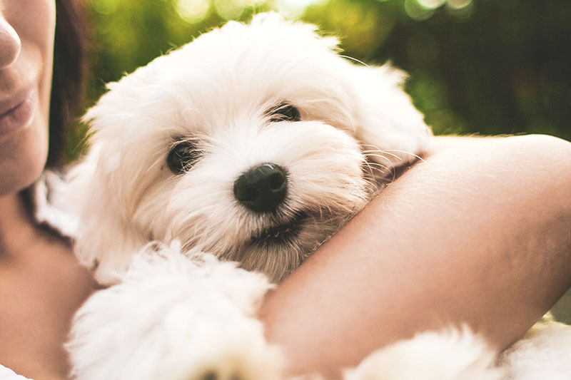 A small white fluffy dog receives cuddles from a human.