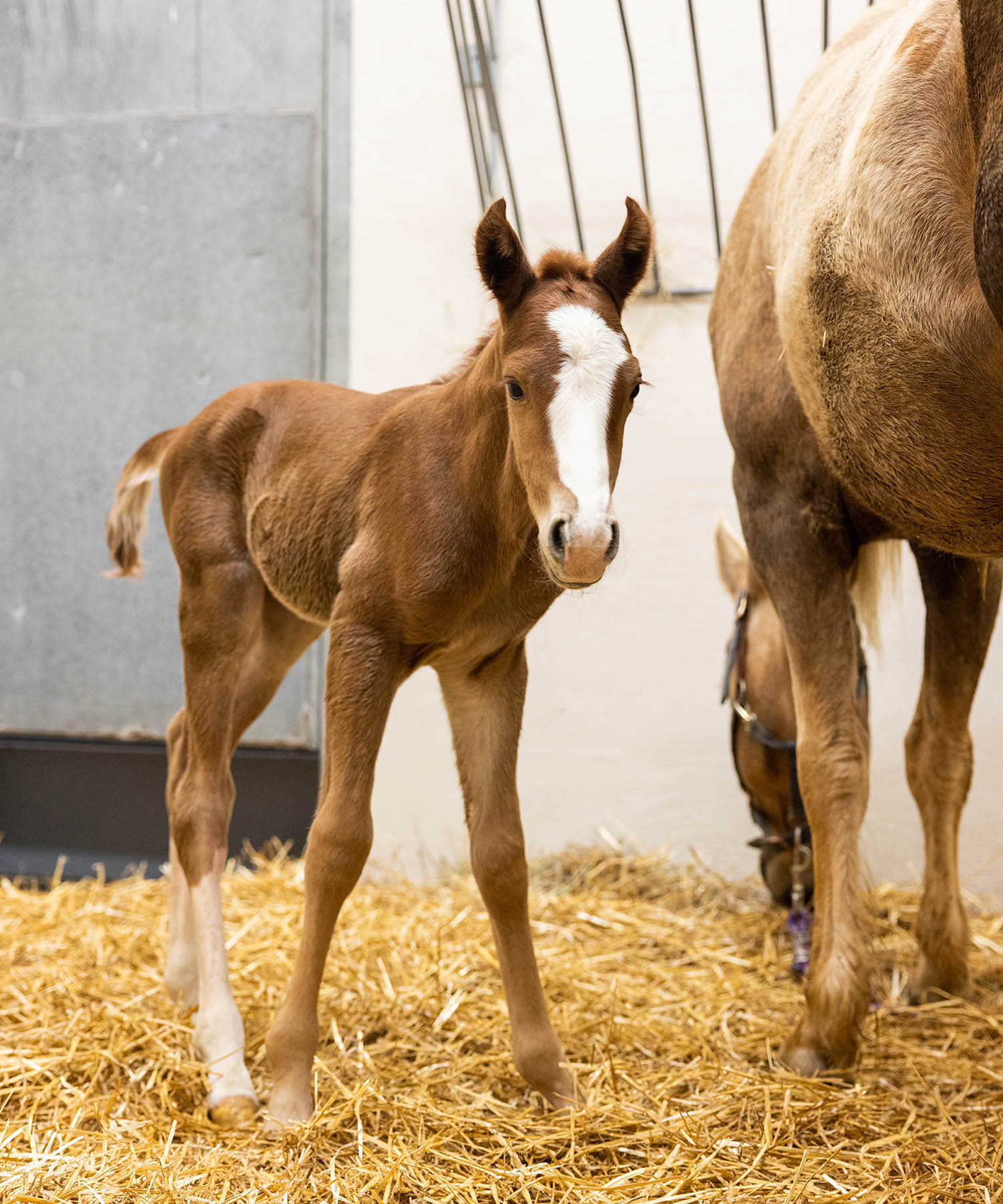 Equine theriogenology