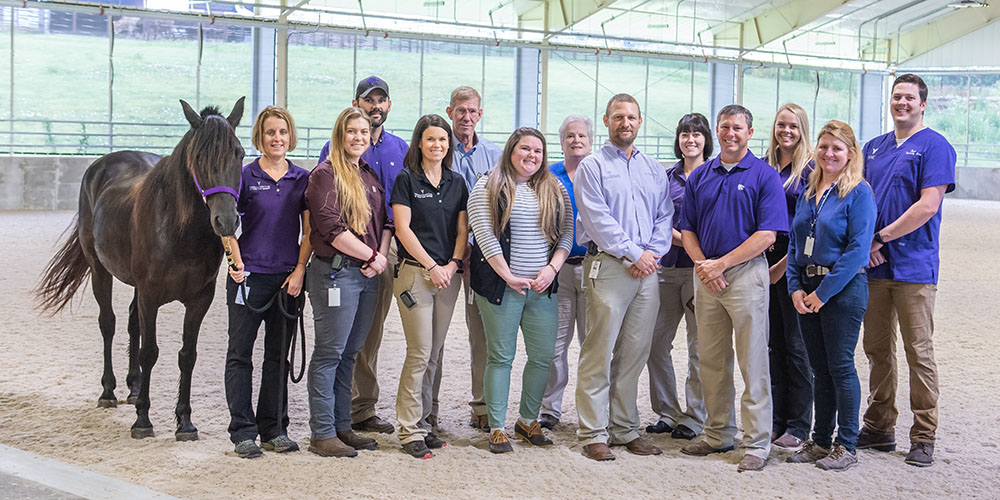 Equine veterinarians