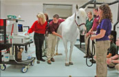 Equine Internal Medicine