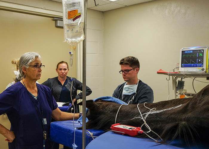 equine ct scan