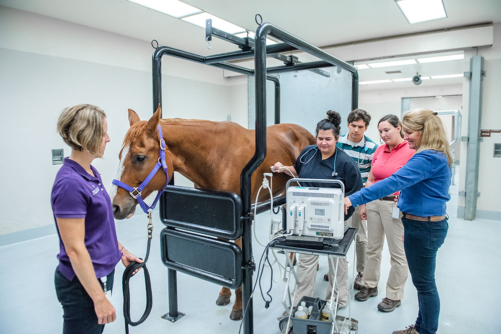 Dr. Laurie Beard and students doing an ultrasound