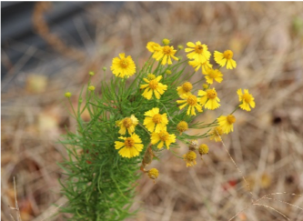 Bitter Sneezeweed