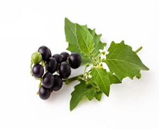 Black Nightshade