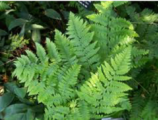 Bracken Fern