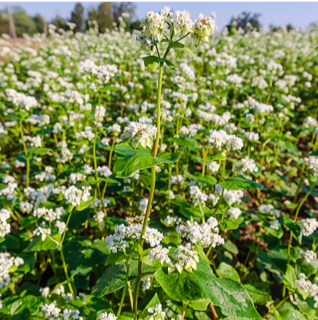 Buckwheat