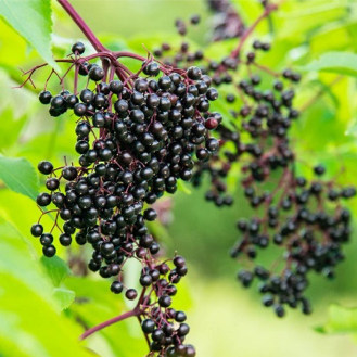 Elderberry