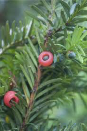 Japanese yew