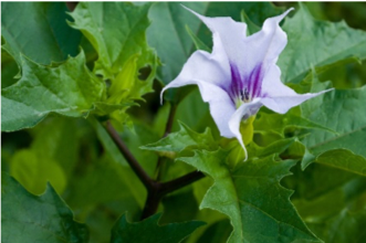 Jimson Weed