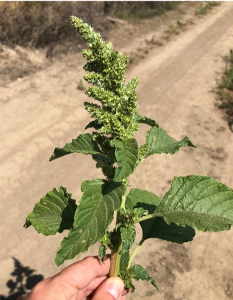 Pigweed