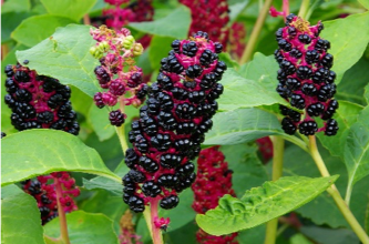 Pokeweed