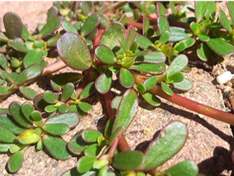 Purslane