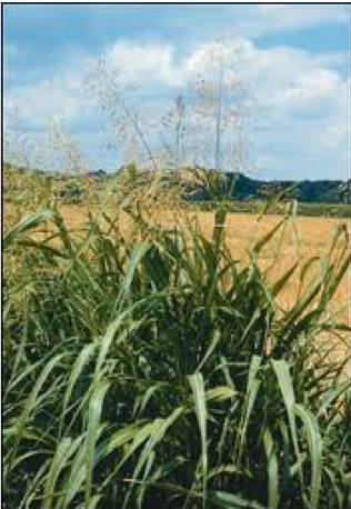 Sudan Grass