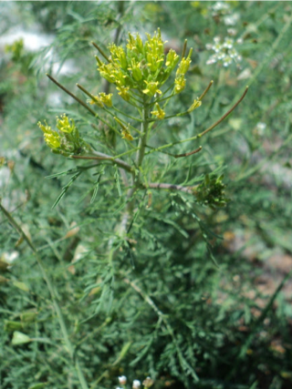 Tansy Ragwort