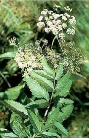 water hemlock