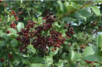 Western Choke Cherry