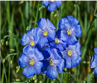 Wild Blue Flax