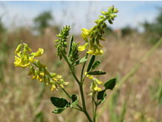 Yellow Sweet Clover