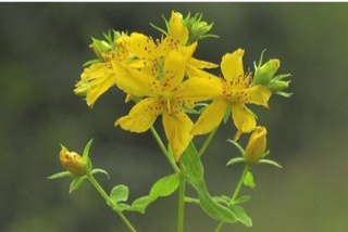 St. Johnswort