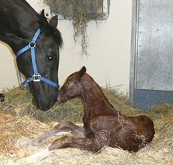 Mare and foal
