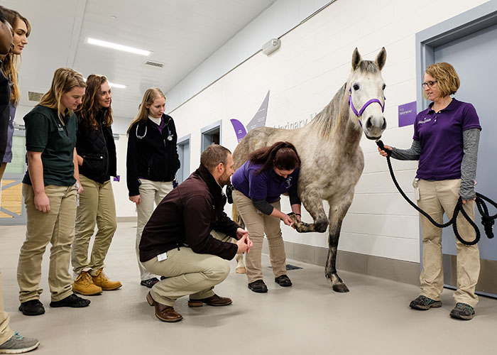 Equine Performance Testing Center