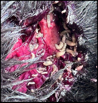 New World Screwworm in a horse wound