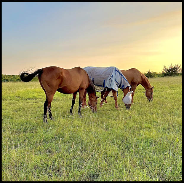 Three horses eating grass
