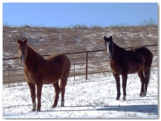 winter weather horses