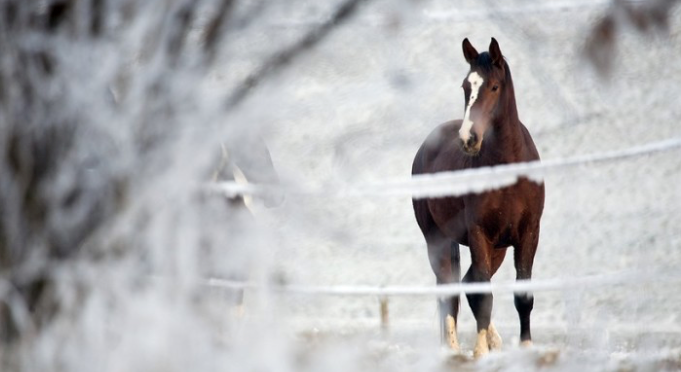 Winter horse